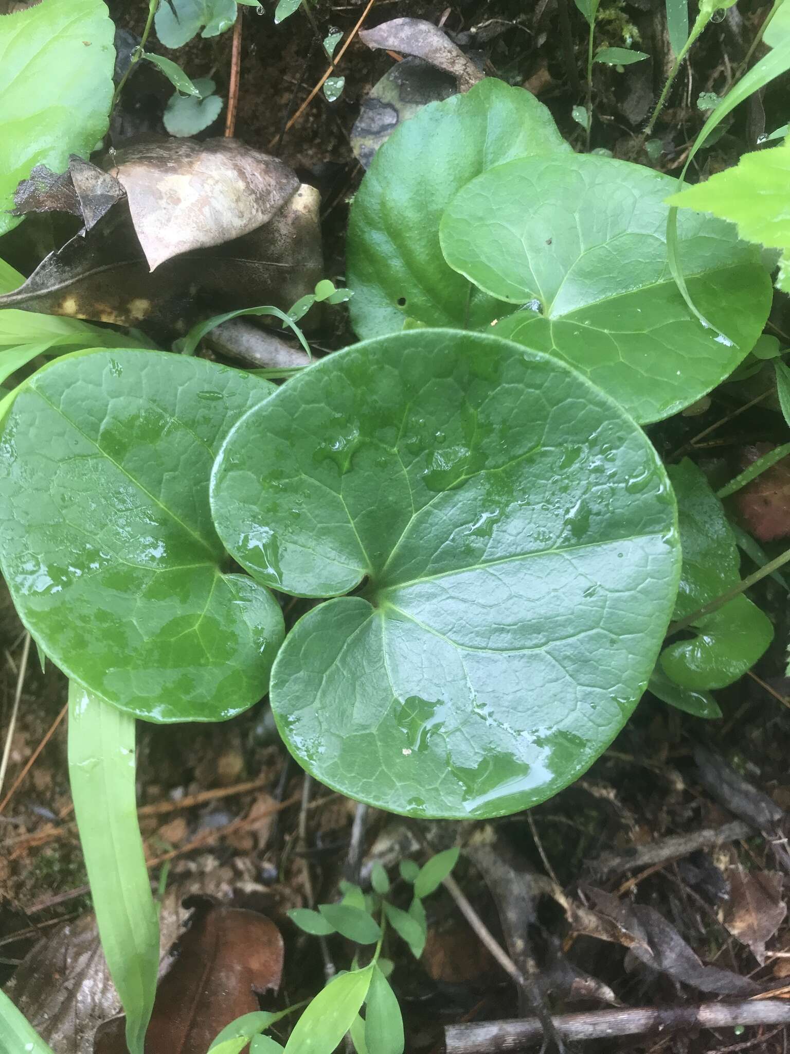 Image de Hexastylis virginica (L.) Small