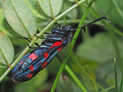 Imagem de Zygaena ephialtes Linnaeus 1767