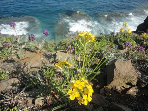 Image of Erysimum amurense Kitag.