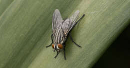 Image of Sarcophagidae