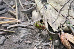 صورة Acanthosoma haemorrhoidale (Linnaeus 1758)