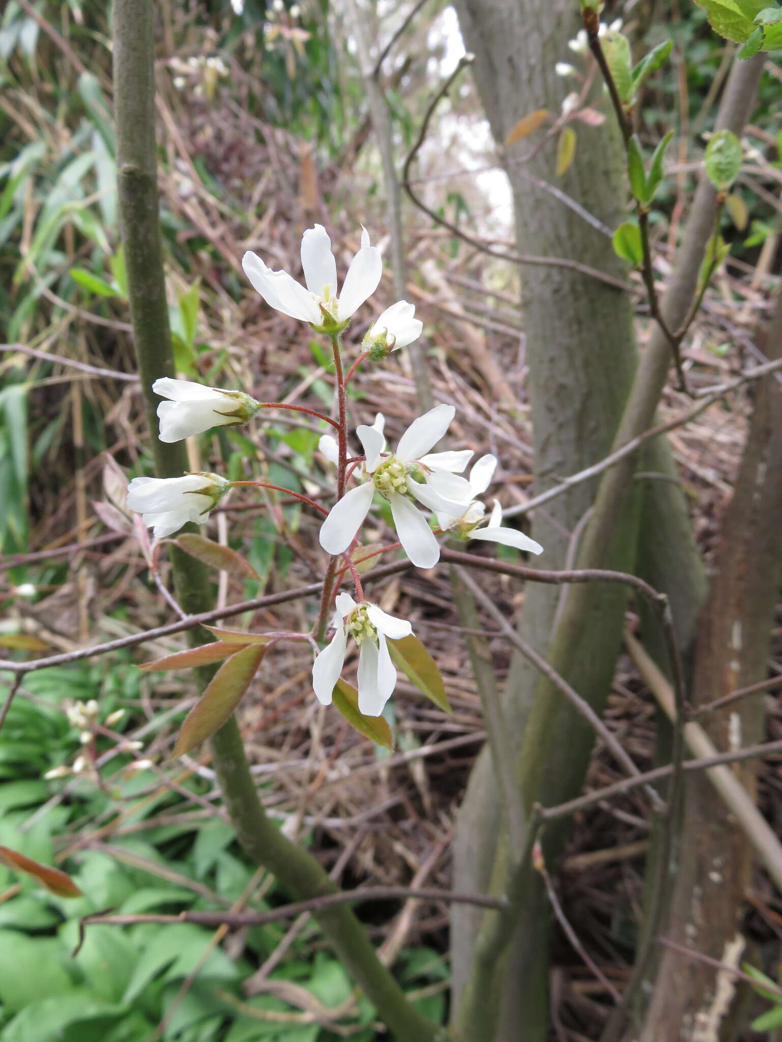 Image de Amelanchier lamarckii F. G. Schroed.