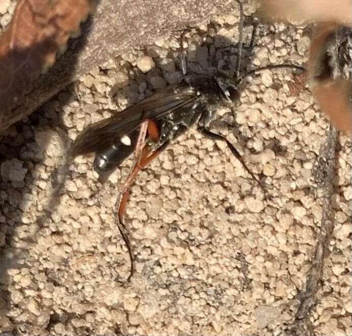 Episyron rufipes (Linnaeus 1758) resmi