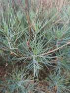 Image of Argyranthemum gracile Sch. Bip.