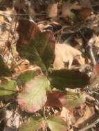 Imagem de Toxicodendron pubescens Mill.