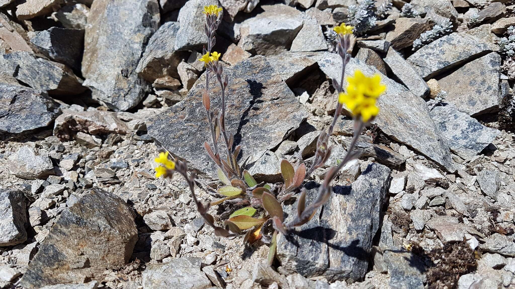 Image of Myosotis australis R. Br.