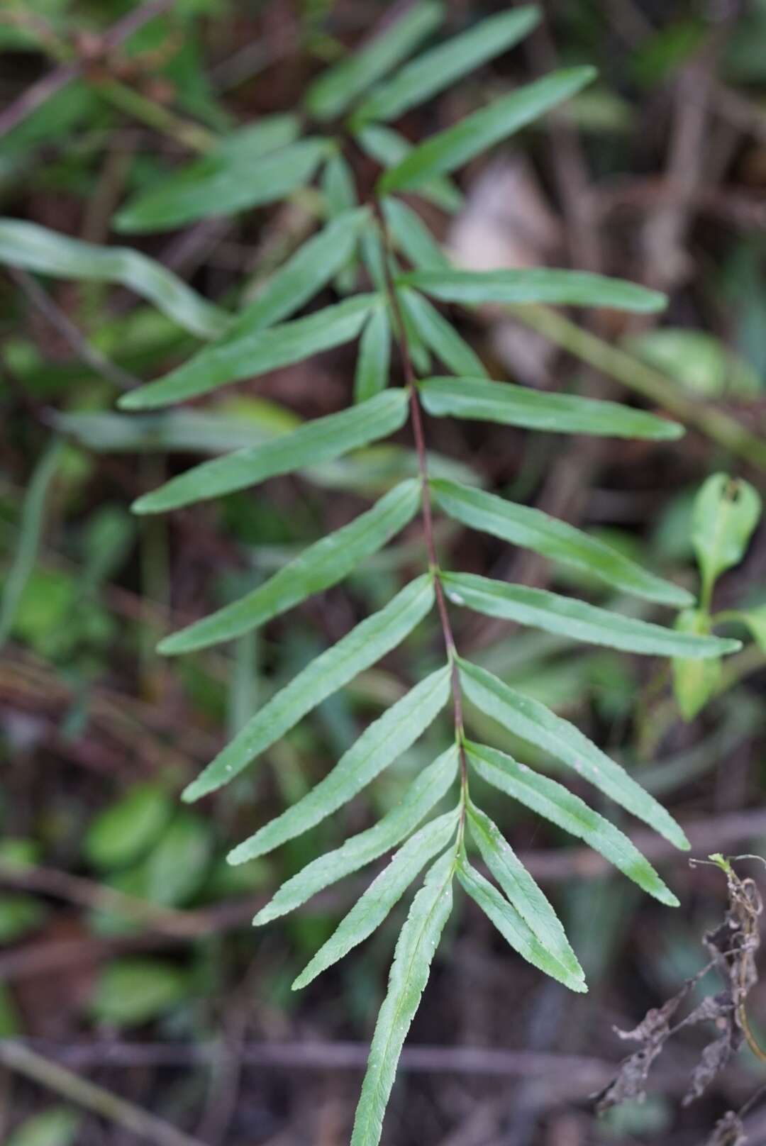Imagem de Pityrogramma trifoliata (L.) R. Tryon