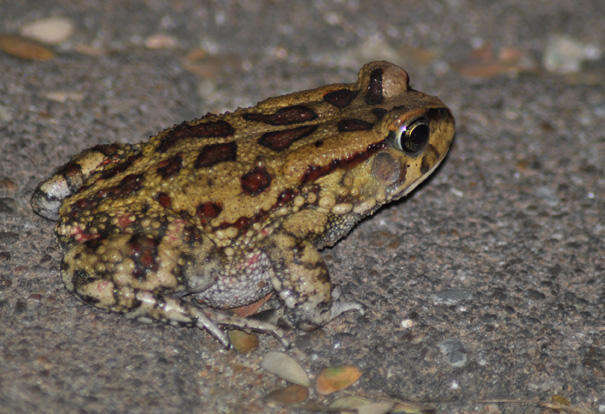 Слика од Sclerophrys garmani (Meek 1897)