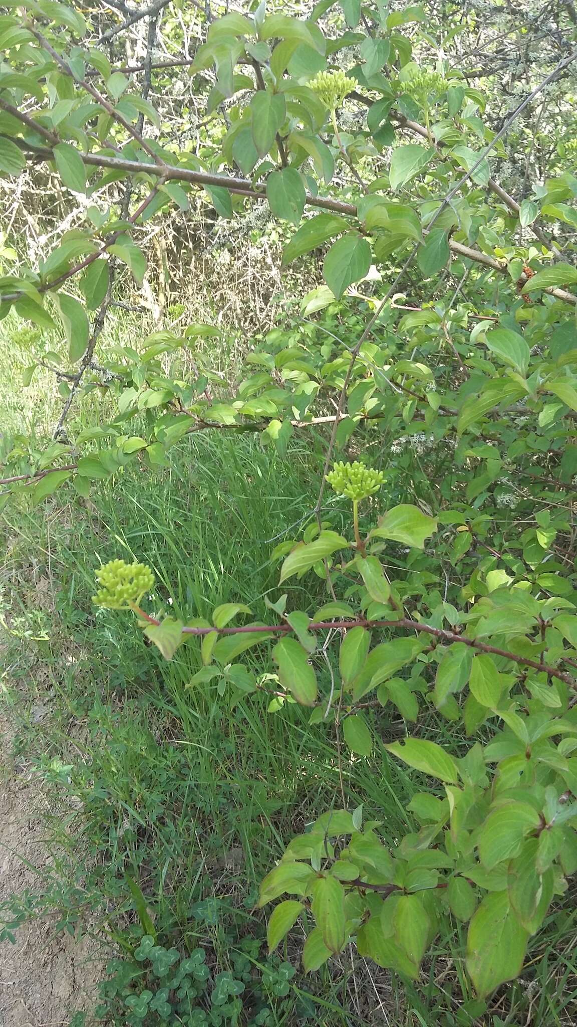 Image of Cornus sanguinea subsp. australis (C. A. Mey.) Jáv.