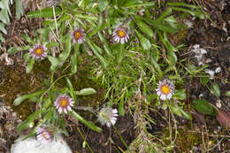 Image of Erigeron neglectus A. Kerner