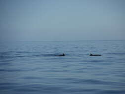 Image of Bridled Dolphin