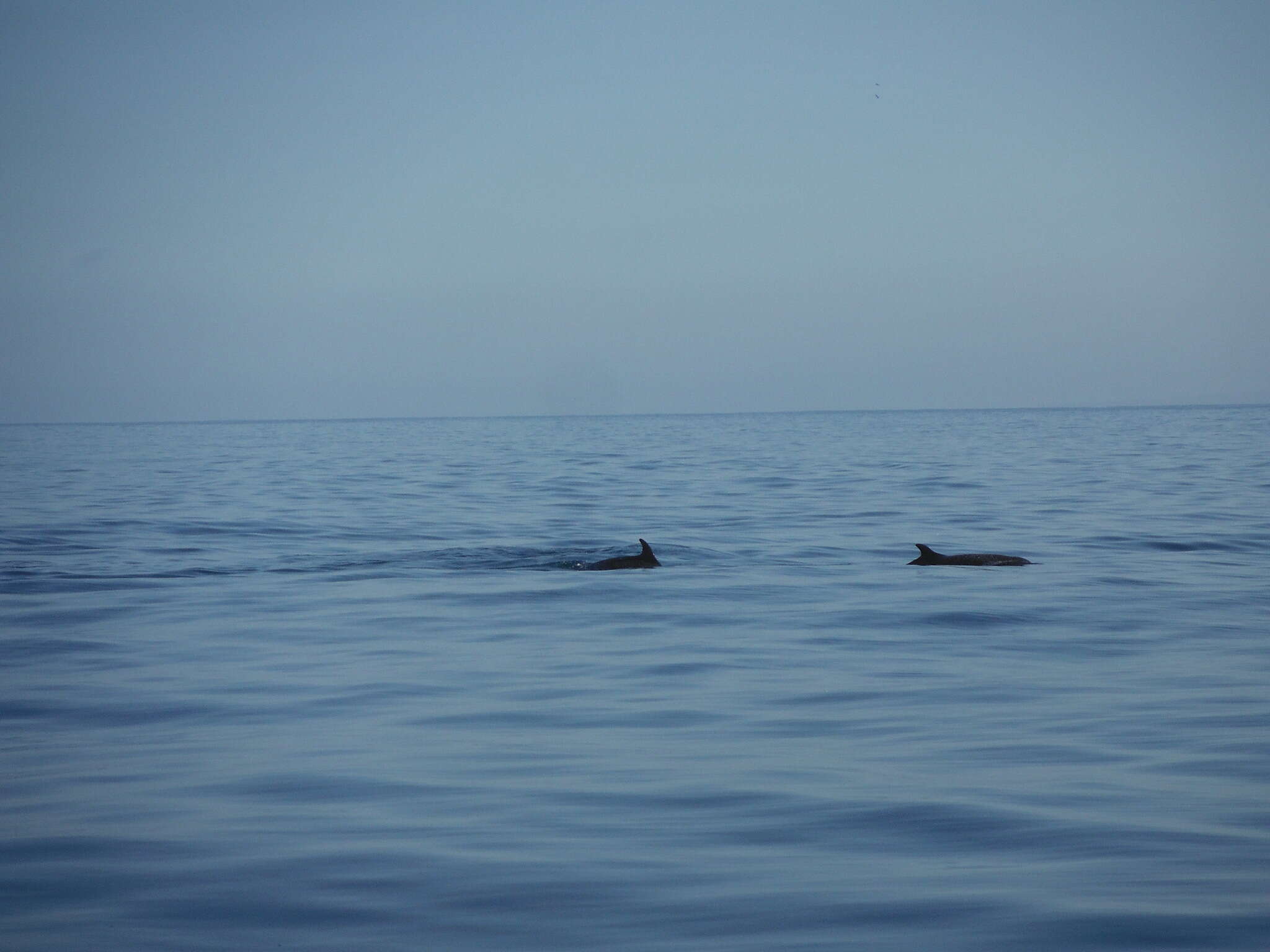 Image of Bridled Dolphin