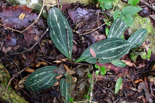 Image of Sarcoglottis sceptrodes (Rchb. fil.) Schltr.