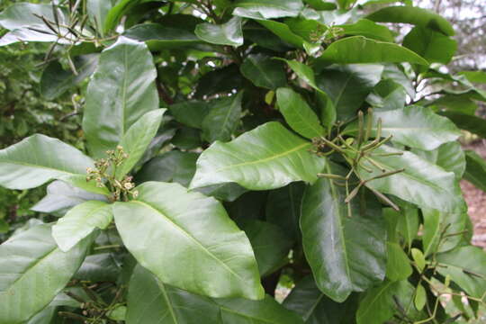 Image of umbrella catchbirdtree