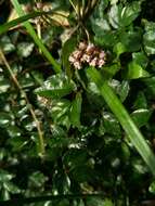 Image of Pellionia radicans (Sieb. & Zucc.) Wedd.