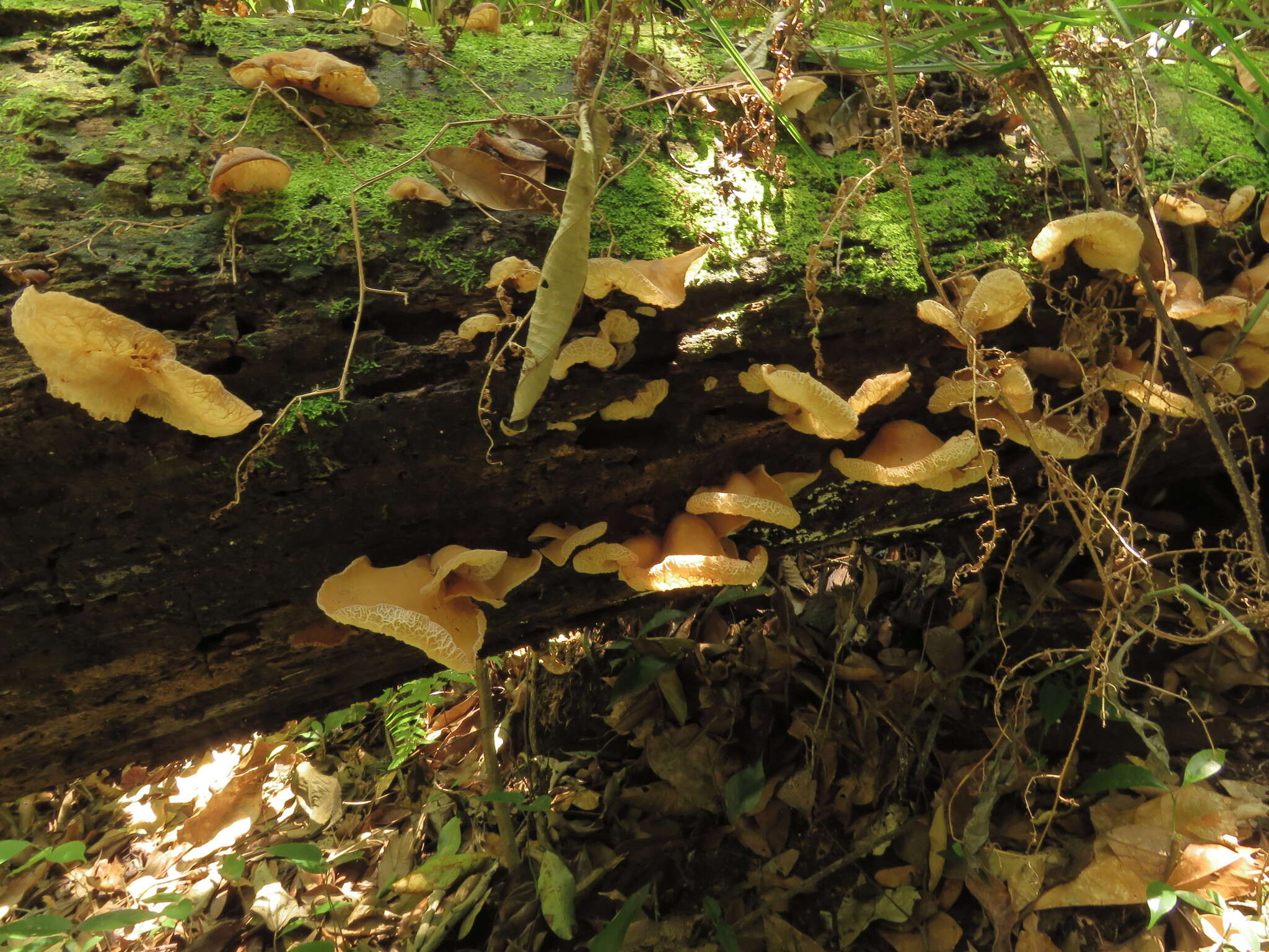 Image of Auricularia delicata (Mont. ex Fr.) Henn. 1893