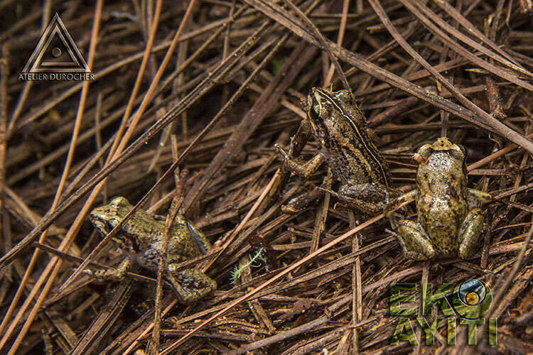 Plancia ëd Eleutherodactylus amadeus Hedges, Thomas & Franz 1987