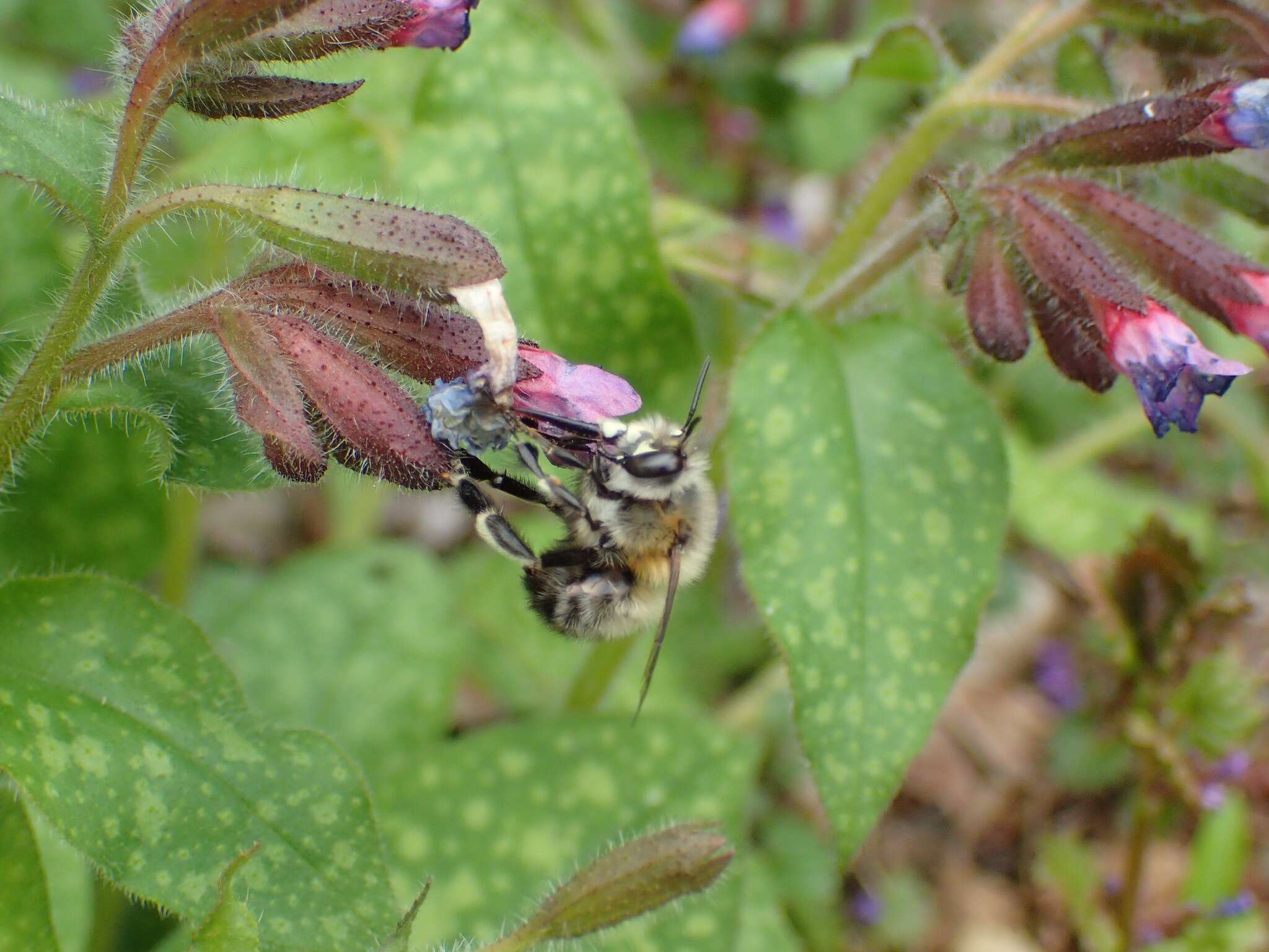 Image of Anthophora plumipes (Pallas 1772)