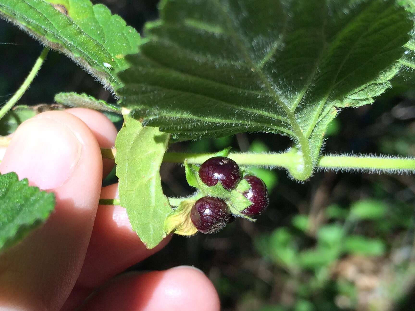 Image of trailing shrubverbena