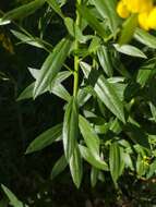 Imagem de Genista tinctoria L.