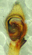 Image of Philodromus pinyonelis Schick 1965