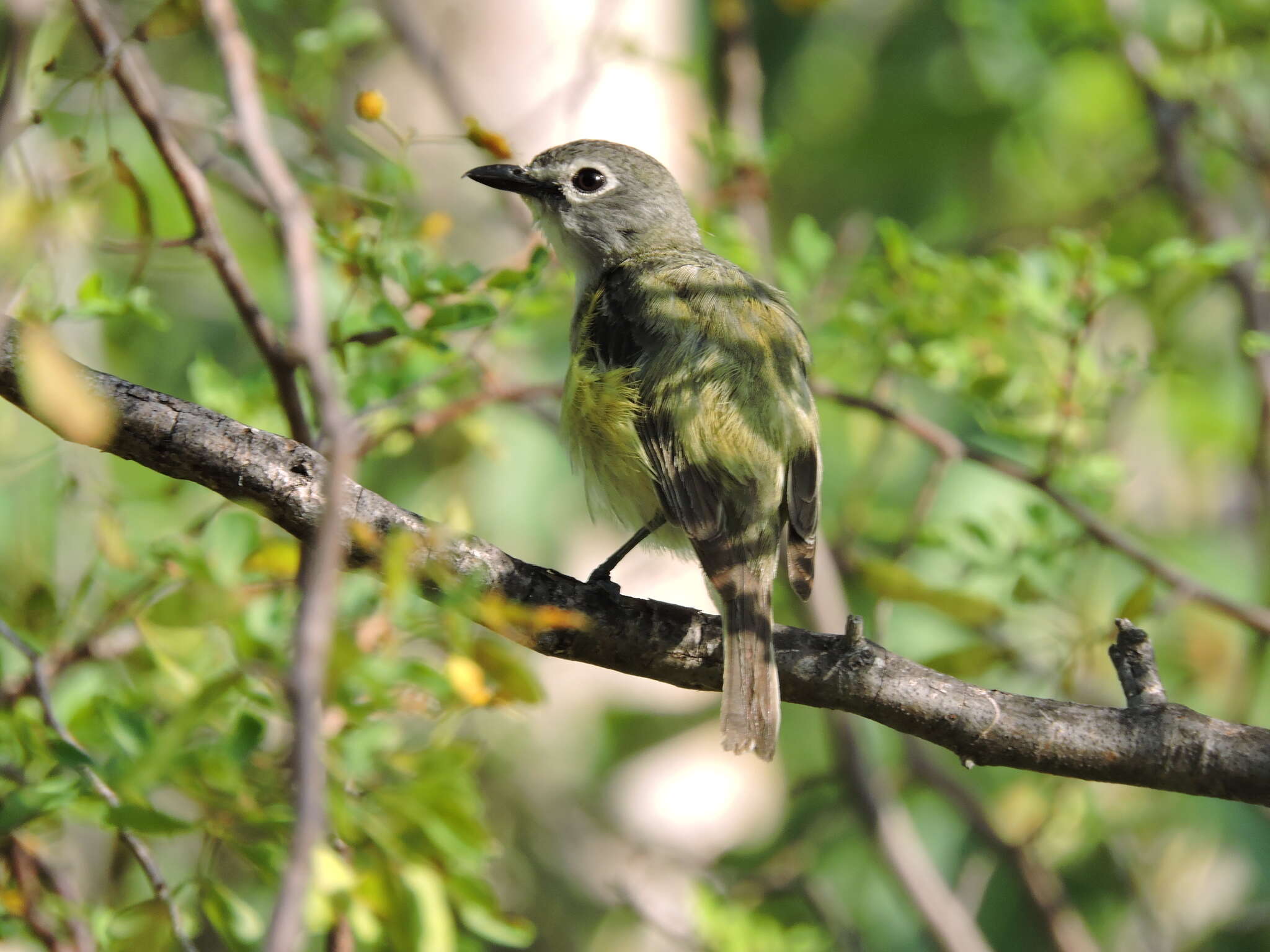 Image of Vireo cassinii lucasanus Brewster 1891