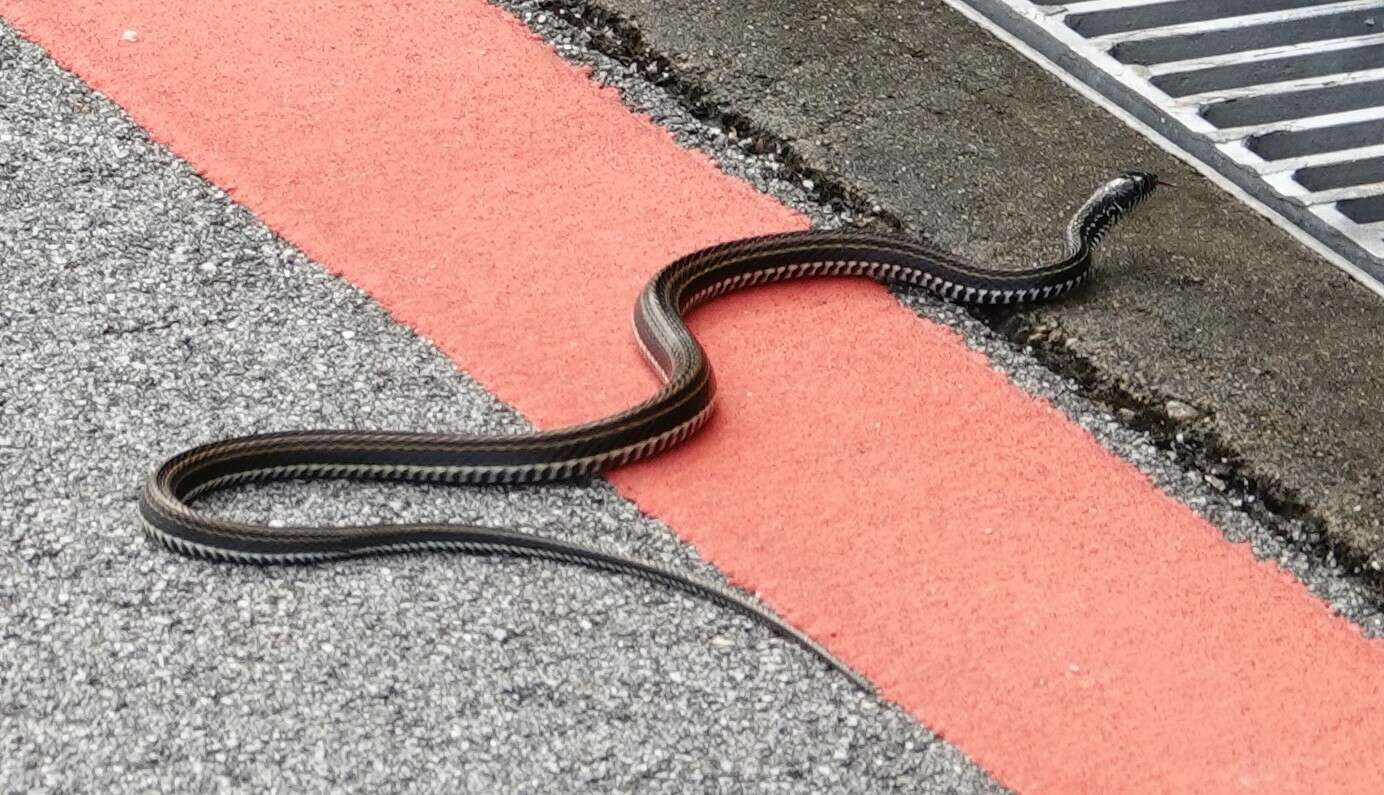 Image of Banded Keelback