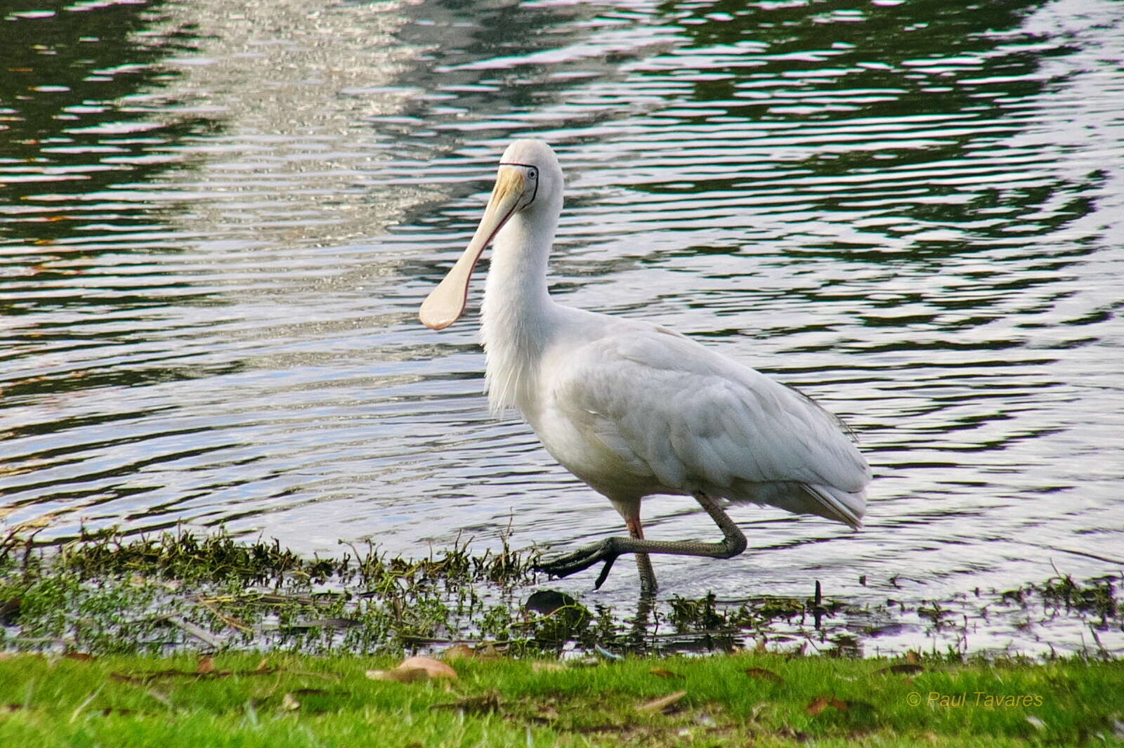 Imagem de Platalea flavipes Gould 1838