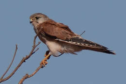 Image of Australian Kestrel