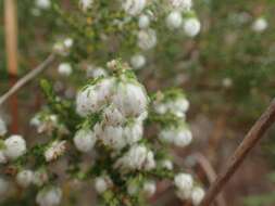 Image of Erica cooperi var. cooperi