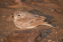 Image of Bar-tailed Desert Lark