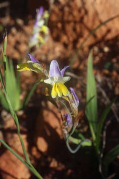 Image of Sparaxis auriculata Goldblatt & J. C. Manning