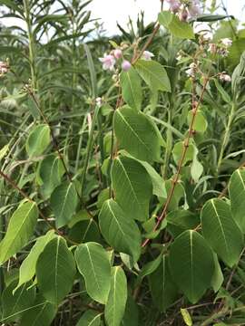 Image of Apocynum androsaemifolium subsp. androsaemifolium