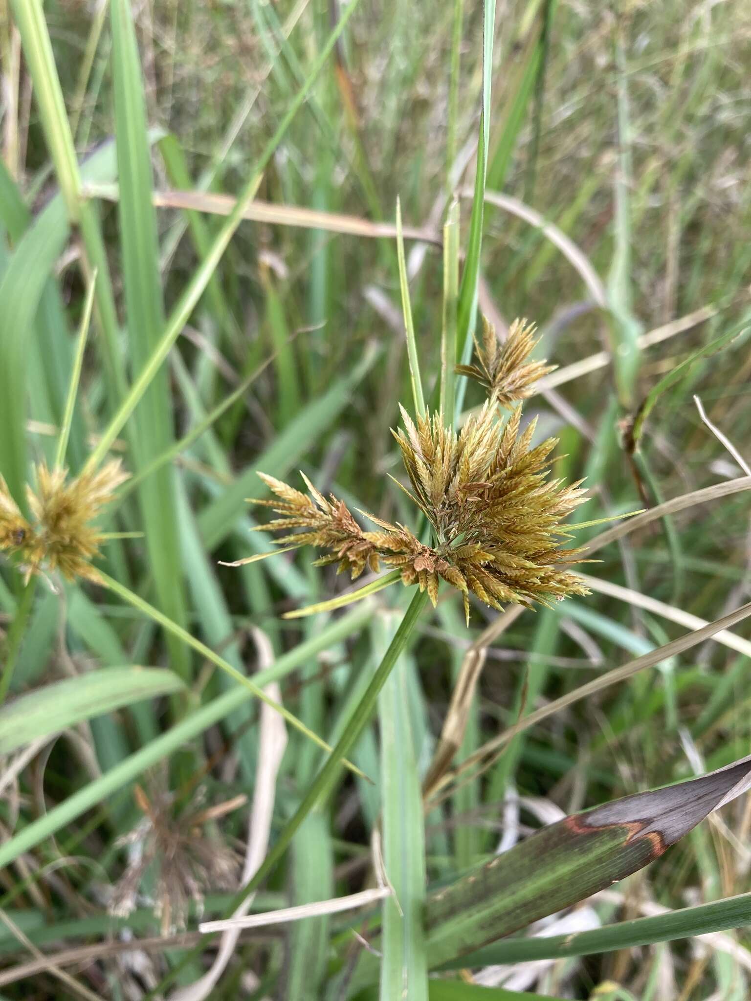 Image of manyspike flatsedge