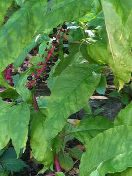 Image of American Nightshade