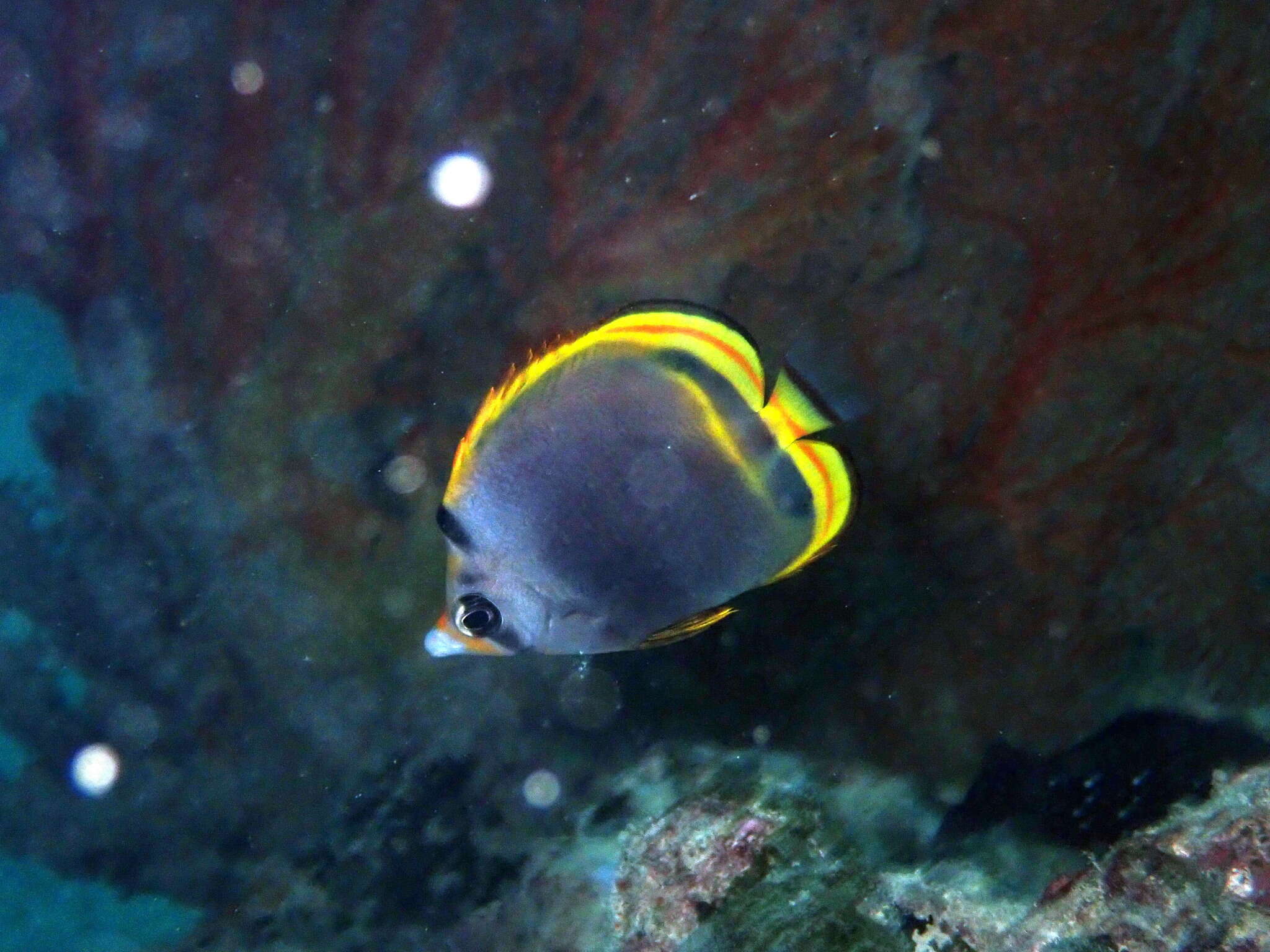 Image of Black Butterflyfish