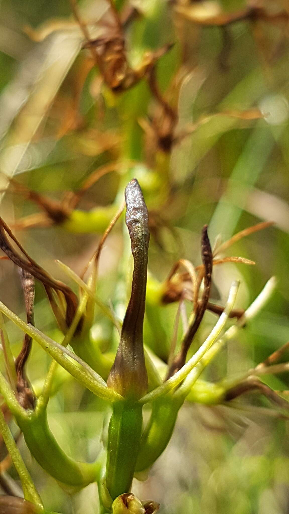 Image of Small tongue orchid