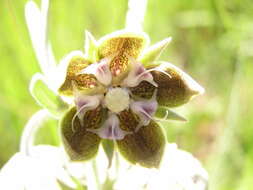 Image of Miraglossum davyi (N. E. Br.) F. K. Kupicha