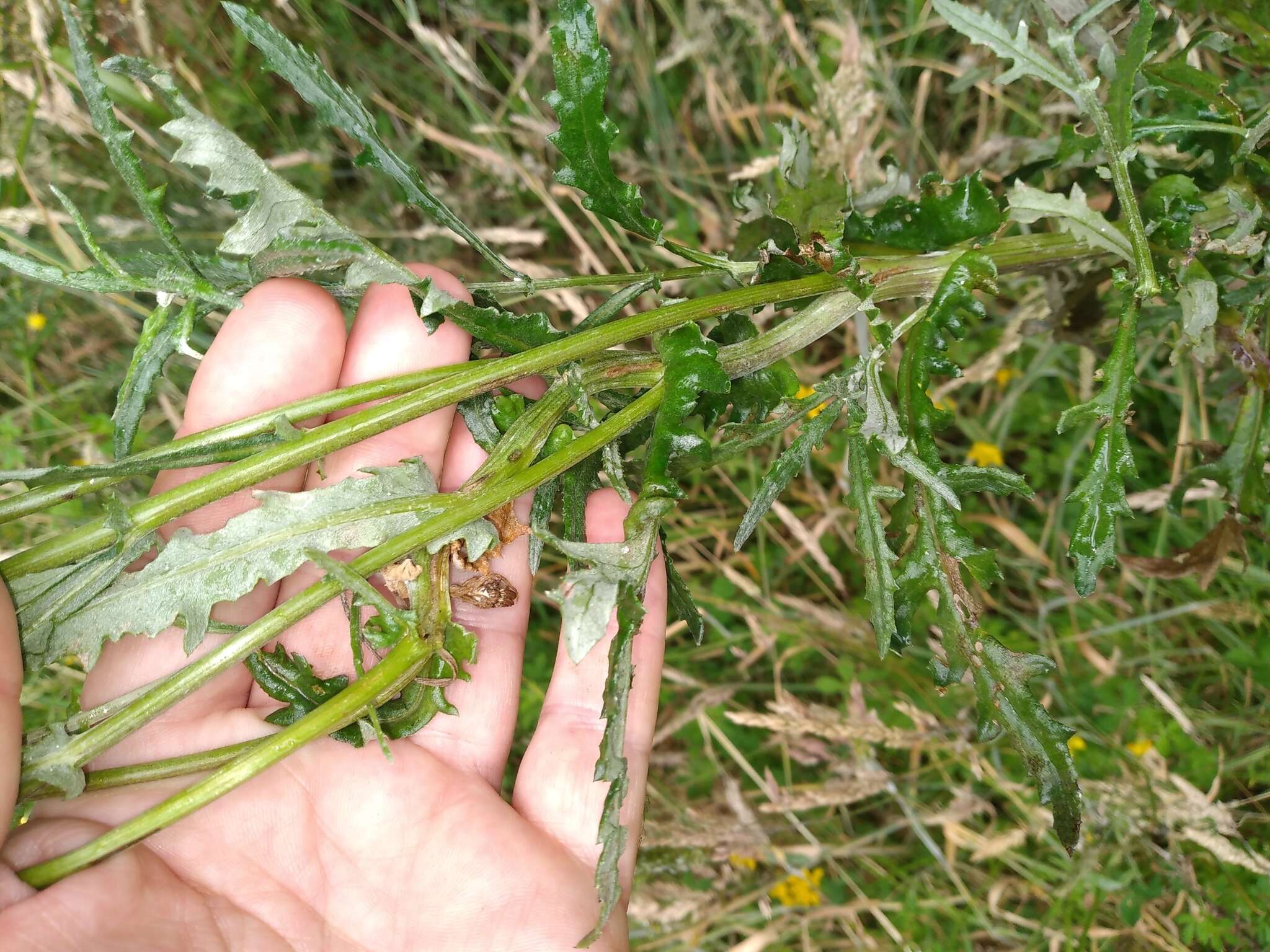 Image de Senecio glomeratus subsp. glomeratus