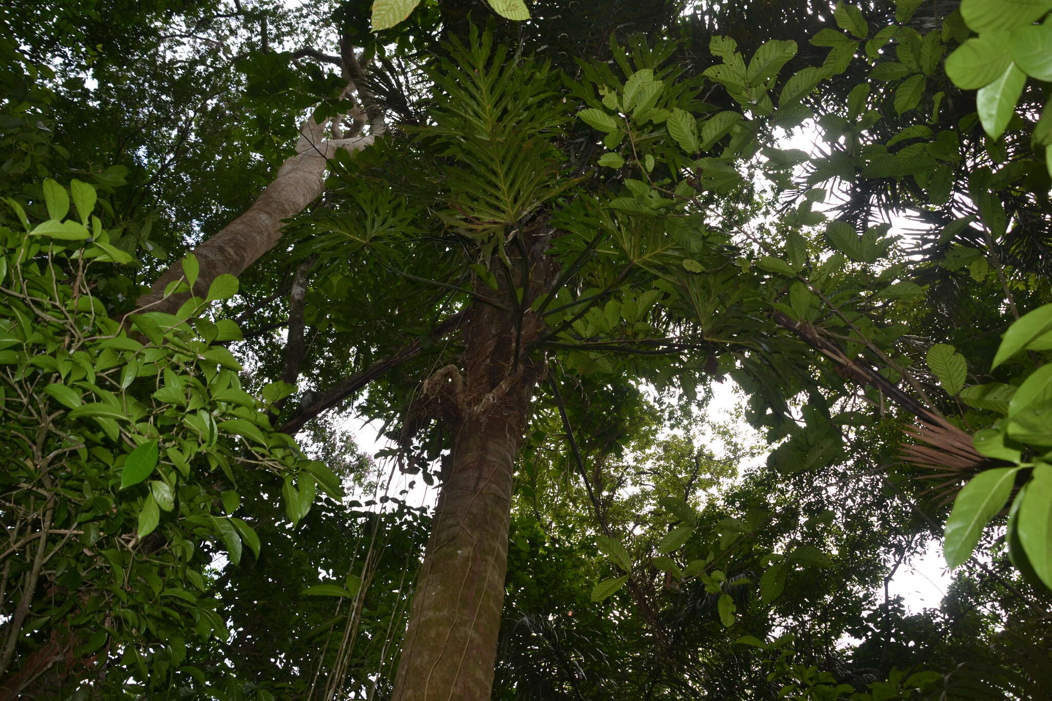 Image of Philodendron radiatum Schott