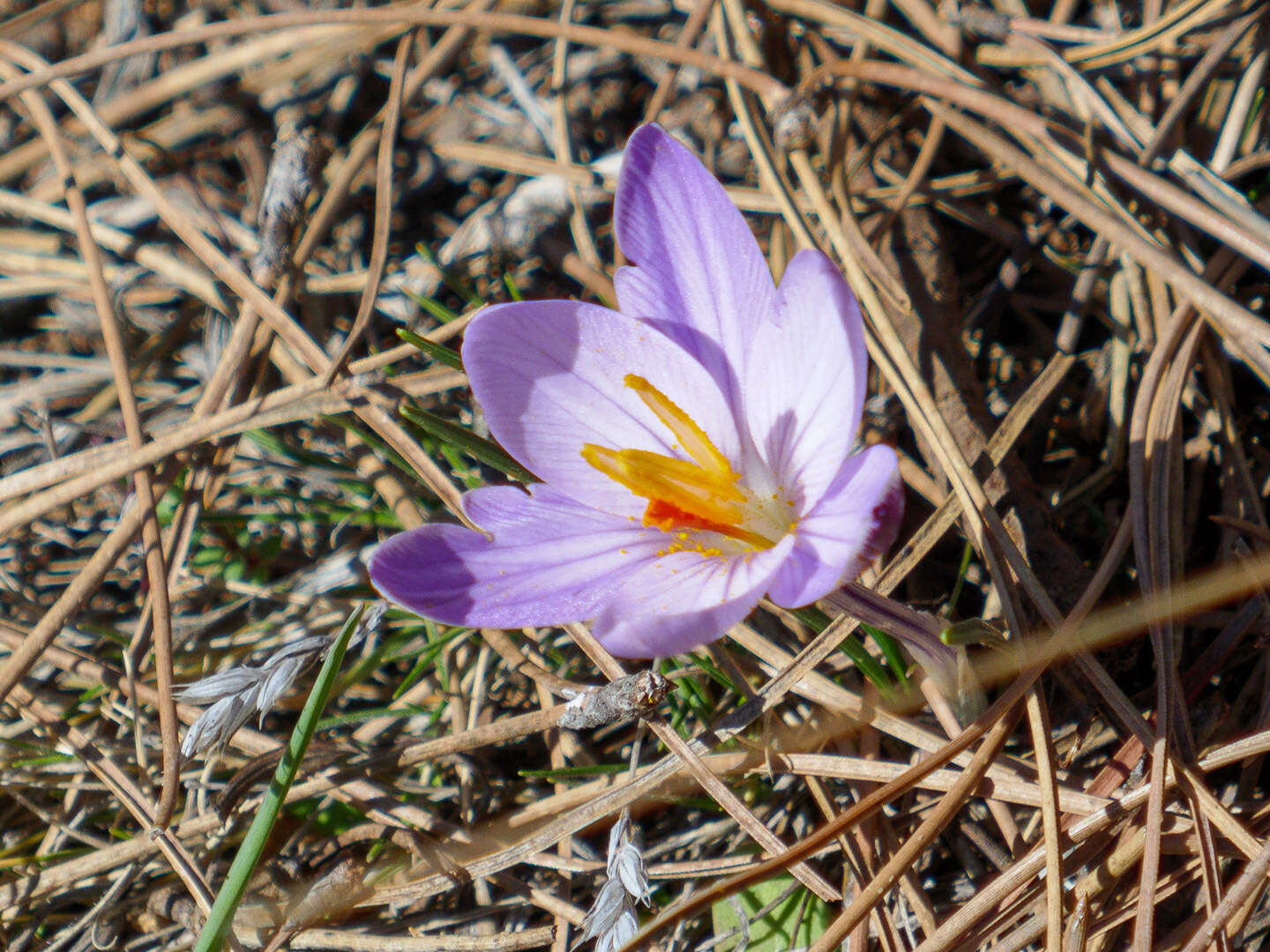 صورة Crocus corsicus Vanucchi