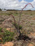 Image of Gasteria obliqua (Aiton) Duval