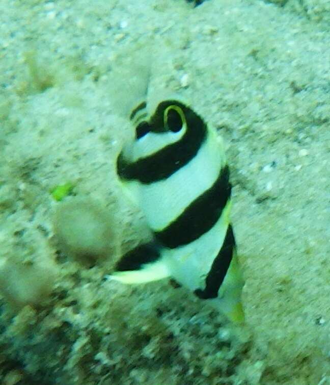 Image of Banded Butterflyfish