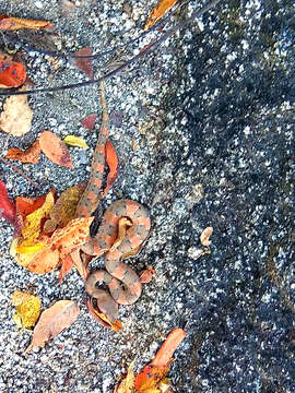 Image of Lansberg's hog nose viper