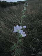 Image of hollyhock