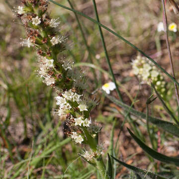 Слика од Echiostachys incanus (Thunb.) Levyns