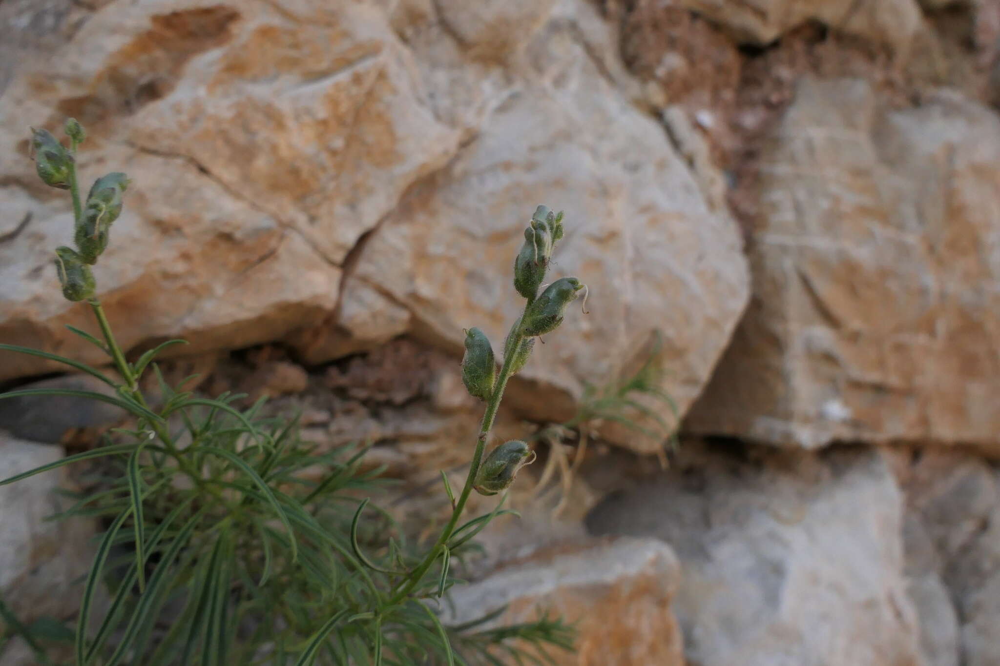 Image of Antirrhinum litigiosum Pau