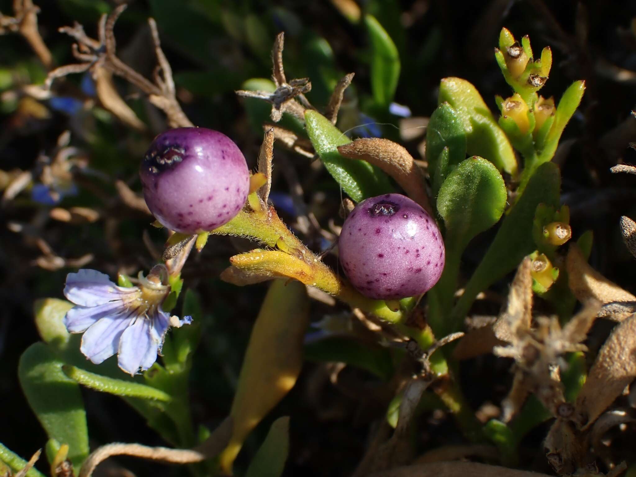 Imagem de Scaevola calendulacea (Kenn.) Druce