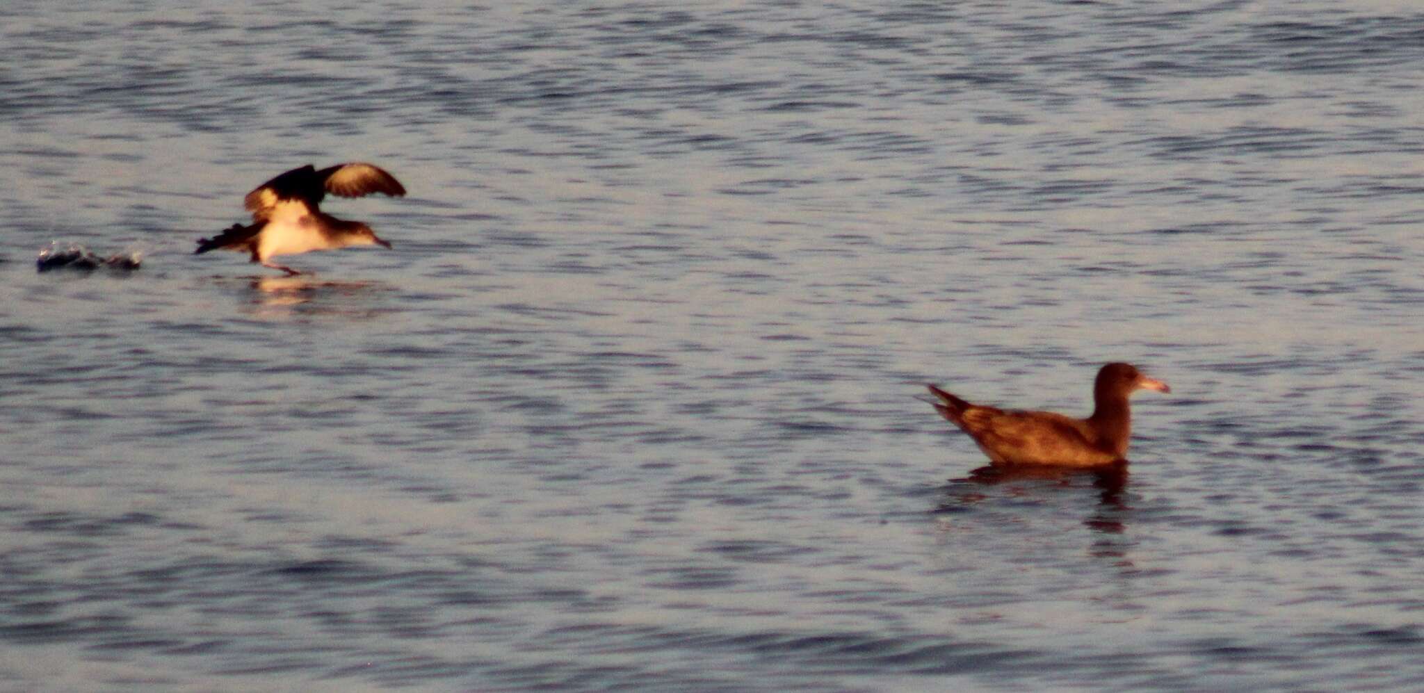 Image of Black-vented Shearwater