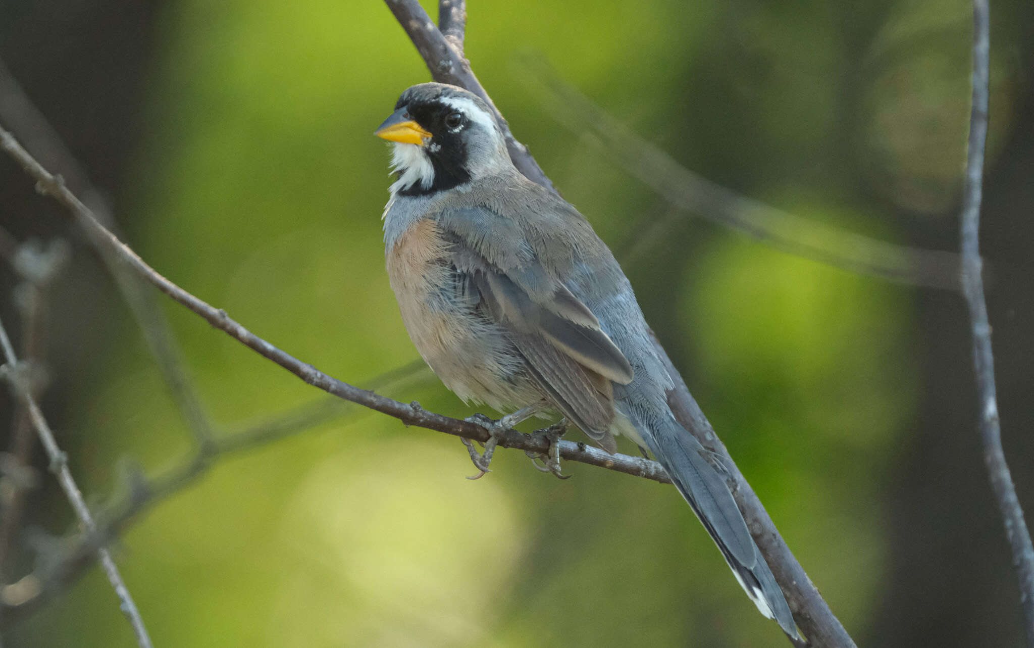 Image of Many-colored Chaco Finch